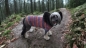 Preview: Hunde-Pullover Rainbow, handgestrickt aus Öko-Wolle, EXP-zertifiziert
